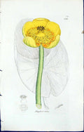 Antique Print British Plants Botany 1847 Sowerby Smith Colour Nuphar Lutea 19th
