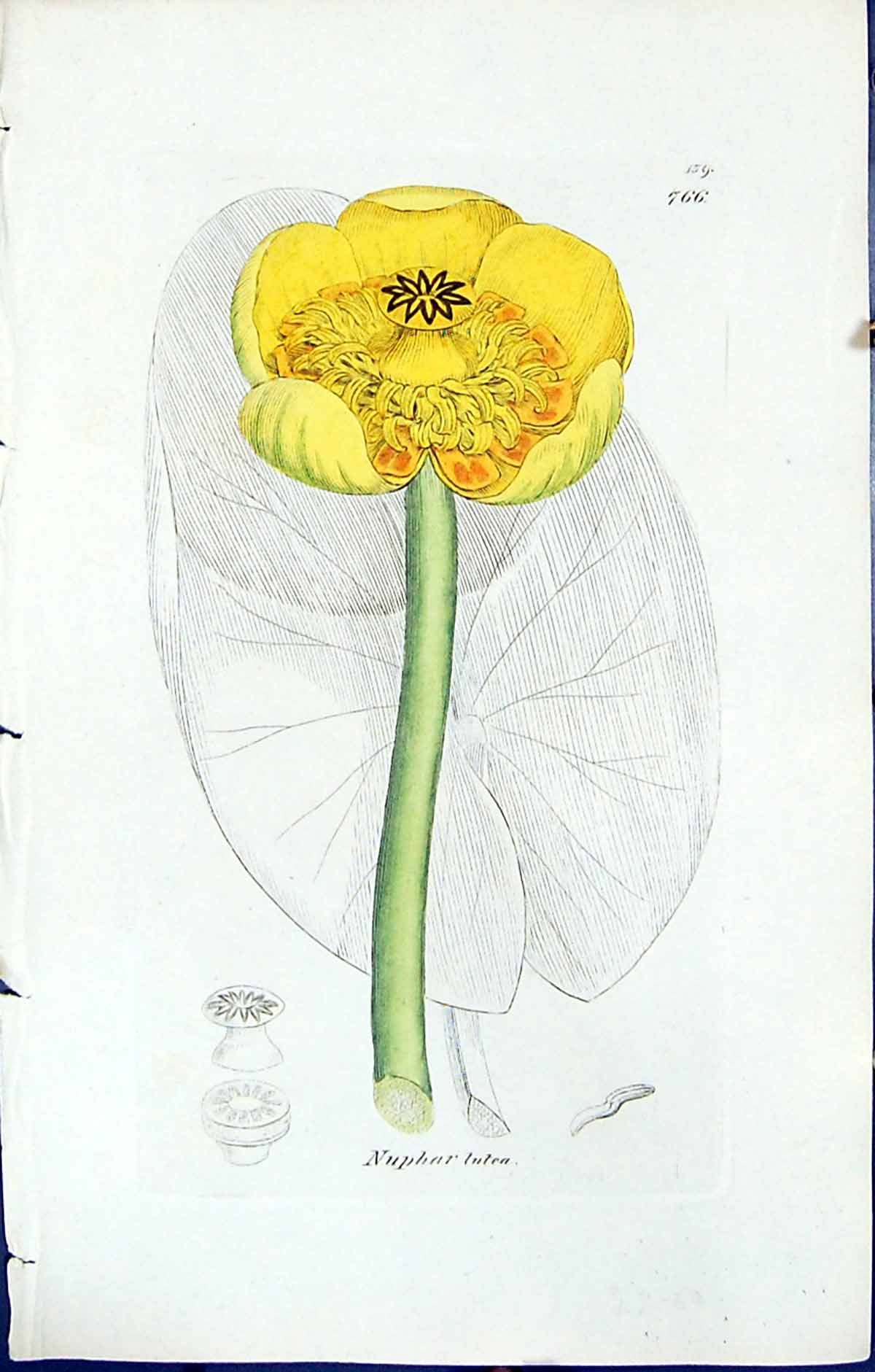 Antique Print British Plants Botany 1847 Sowerby Smith Colour Nuphar Lutea 19th