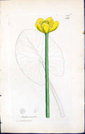 Antique Print British Plants Botany 1847 Sowerby Smith Colour Nuphar Pumila
