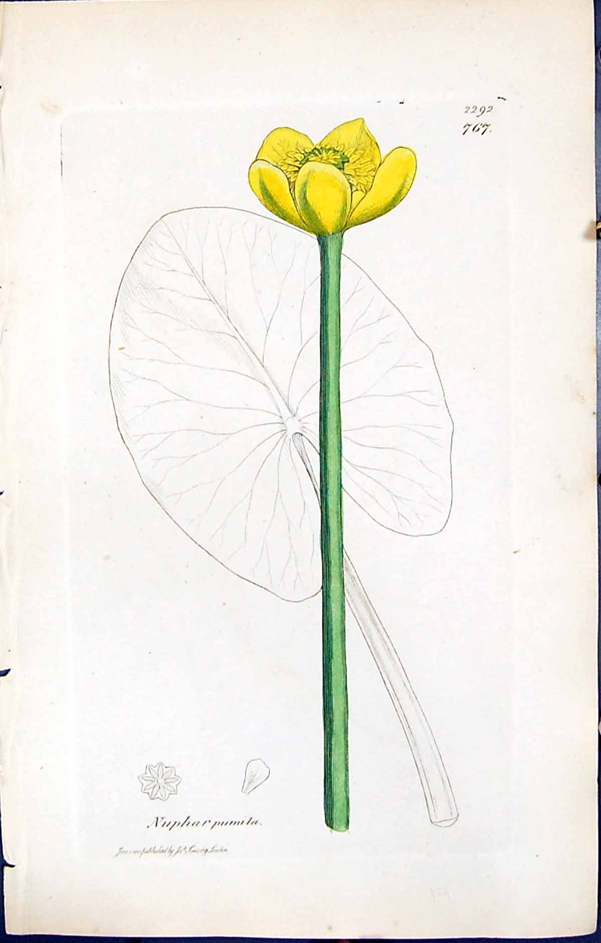 Antique Print British Plants Botany 1847 Sowerby Smith Colour Nuphar Pumila