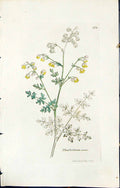 Antique Old Print British Plants Botany 1847 Sowerby Smith Thalictrum Minus