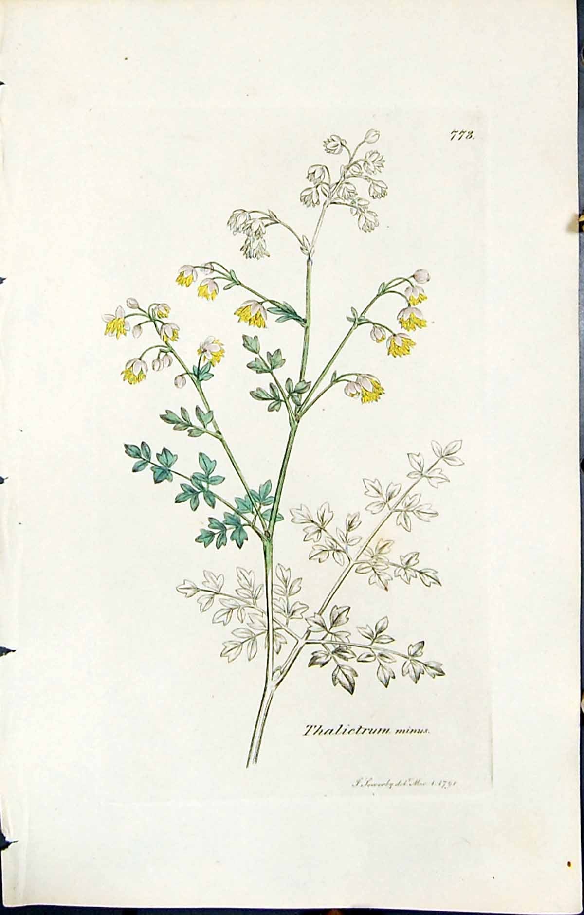 Antique Old Print British Plants Botany 1847 Sowerby Smith Thalictrum Minus