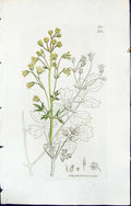 Antique Old Print Thalictrum Majus British Plants Botany 1847 Sowerby Smith