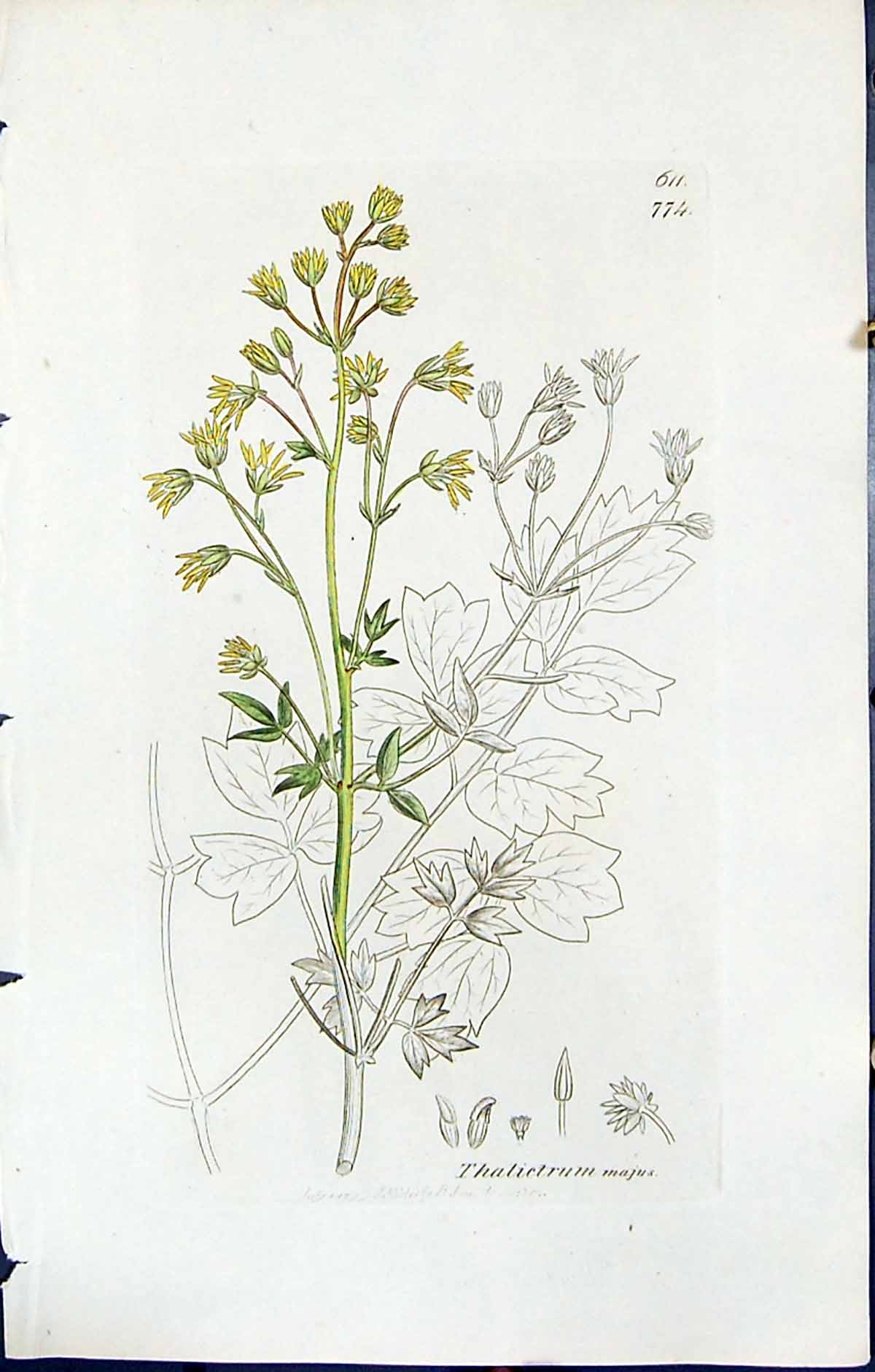 Antique Old Print Thalictrum Majus British Plants Botany 1847 Sowerby Smith