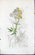 Antique Old Print Thalictrum Flavum British Plants Botany 1847 Sowerby Smith