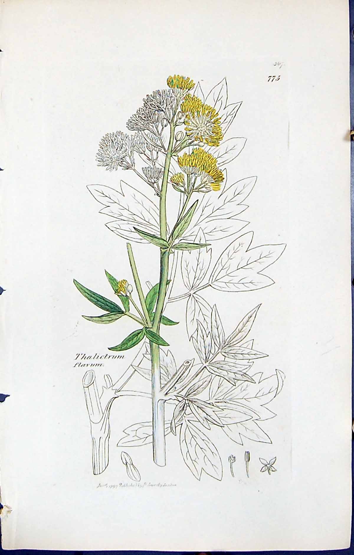 Antique Old Print Thalictrum Flavum British Plants Botany 1847 Sowerby Smith