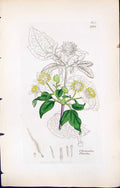 Antique Old Print Clematis Vitalba British Plants Botany 1847 Sowerby Smith
