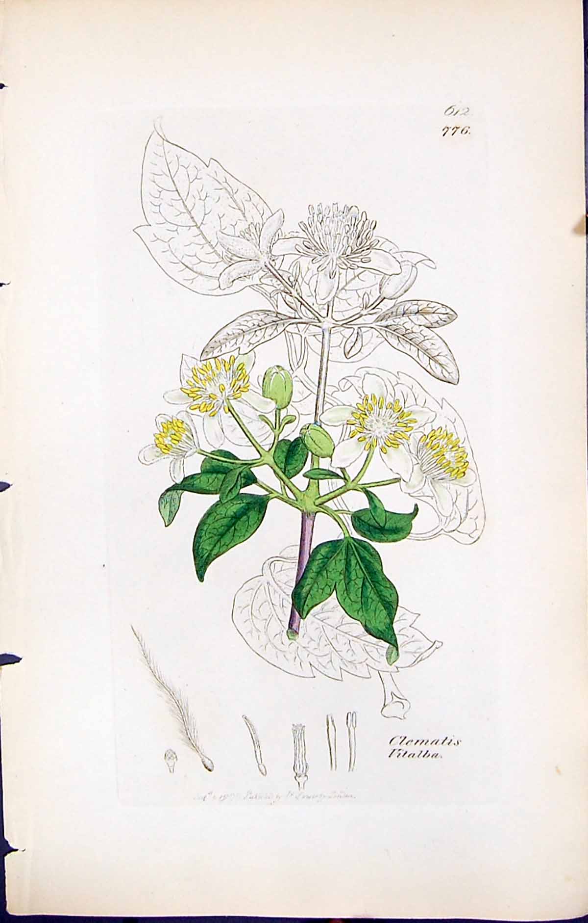 Antique Old Print Clematis Vitalba British Plants Botany 1847 Sowerby Smith