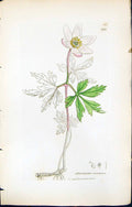 Antique Old Print Anemone Nemorosa British Plants Botany 1847 Sowerby Smith