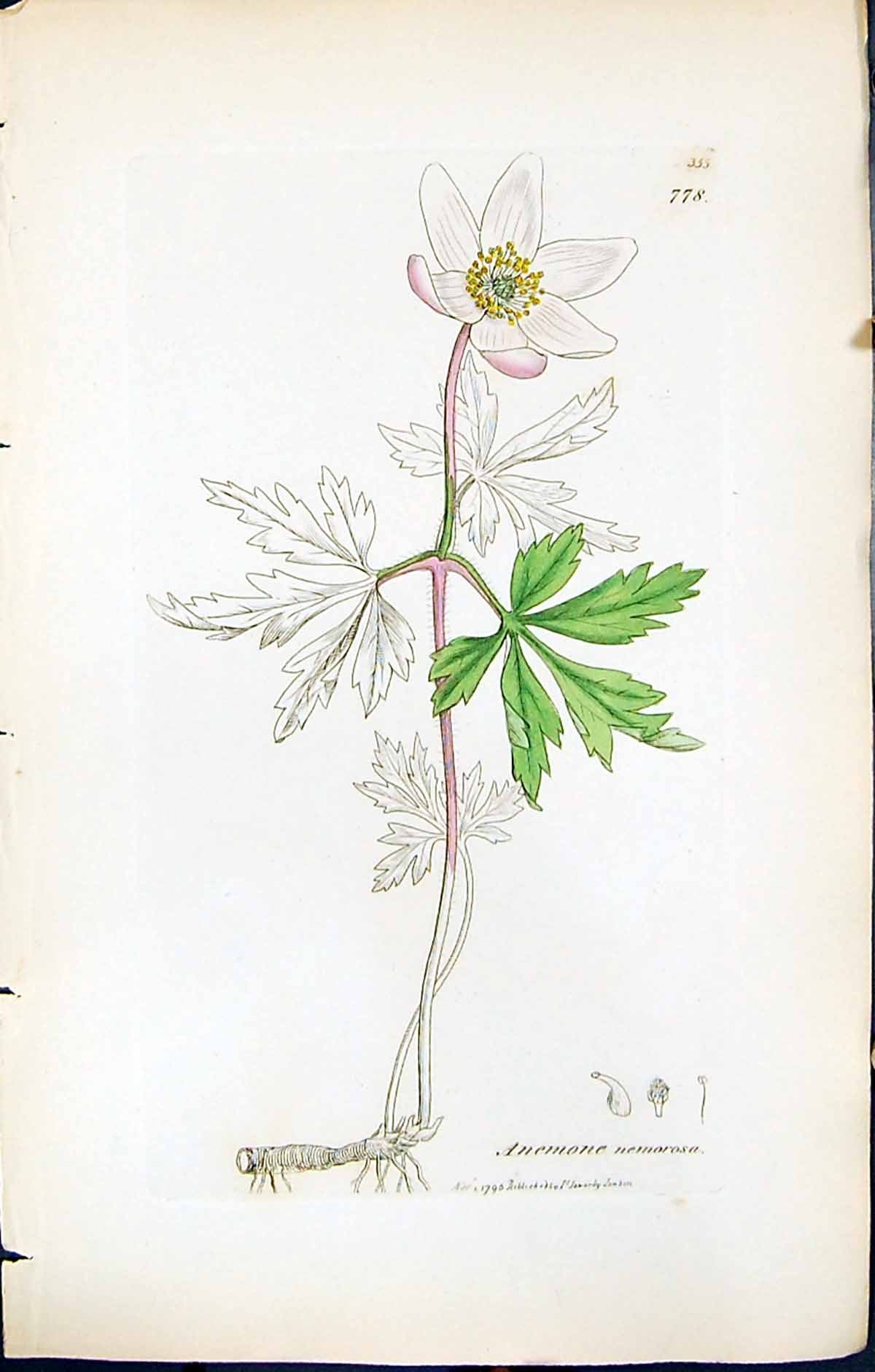 Antique Old Print Anemone Nemorosa British Plants Botany 1847 Sowerby Smith