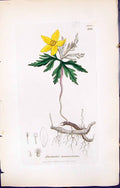 Old Print Anemone Ranunculoides British Plants Botany 1847 Sowerby Smith 19th