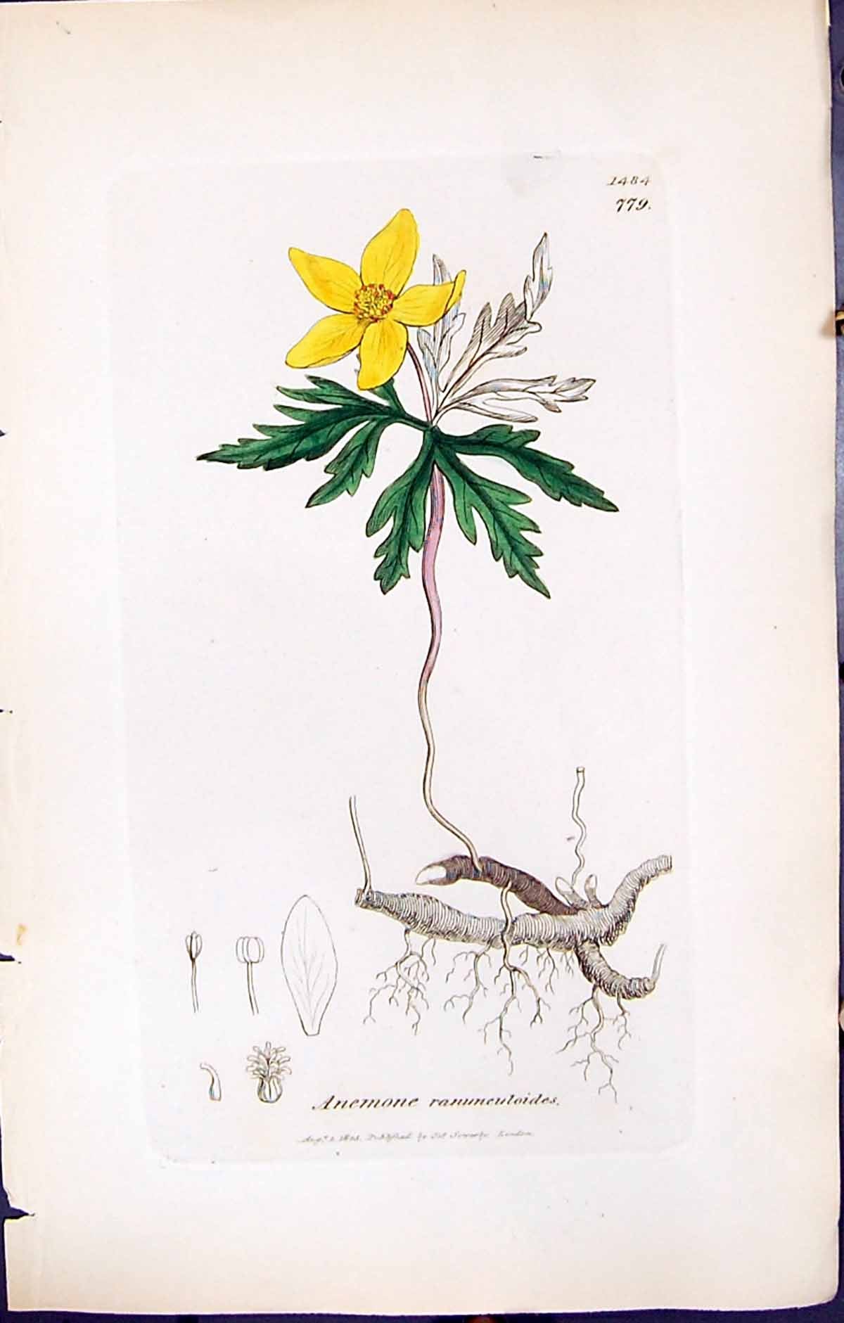 Old Print Anemone Ranunculoides British Plants Botany 1847 Sowerby Smith 19th