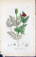 Antique Old Print Adonis Autumnalis British Plants Botany 1847 Sowerby Smith