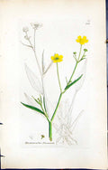 Antique Print Ranunculus Flammula British Plants Botany 1847 Sowerby Smith 19th