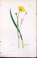 Antique Print Ranunculus Gramineus British Plants Botany 1847 Sowerby Smith