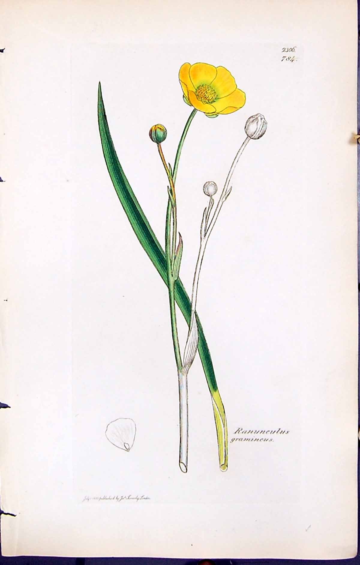 Antique Print Ranunculus Gramineus British Plants Botany 1847 Sowerby Smith