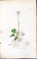 Antique Print Ranunculus Alpestris British Plants Botany 1847 Sowerby Smith