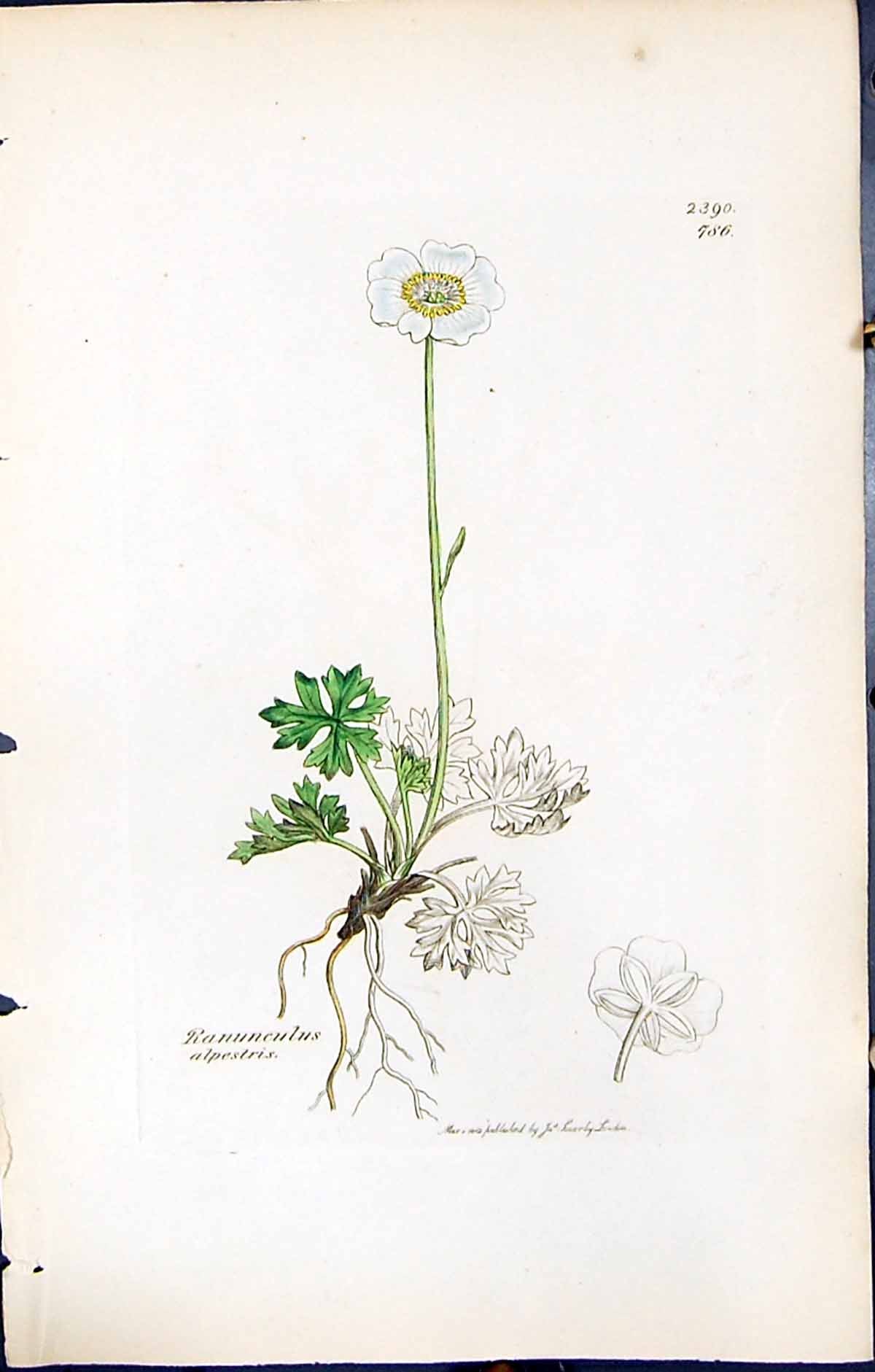 Antique Print Ranunculus Alpestris British Plants Botany 1847 Sowerby Smith