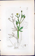 Old Print Ranunculus Sceleratus British Plants Botany 1847 Sowerby Smith 19th