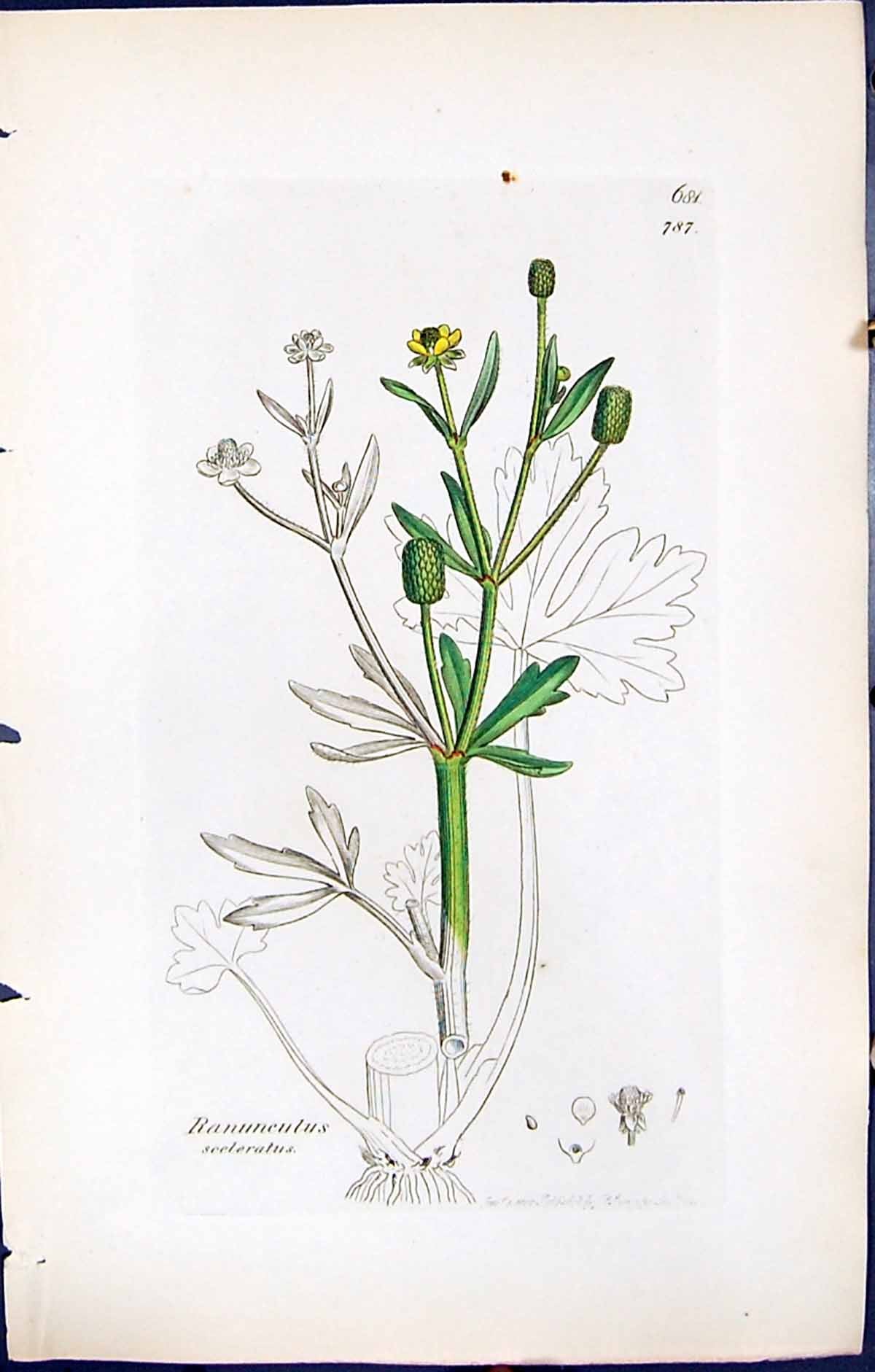 Old Print Ranunculus Sceleratus British Plants Botany 1847 Sowerby Smith 19th