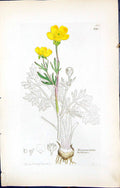 Antique Print Ranunculus Bulbosus British Plants Botany 1847 Sowerby Smith 19th