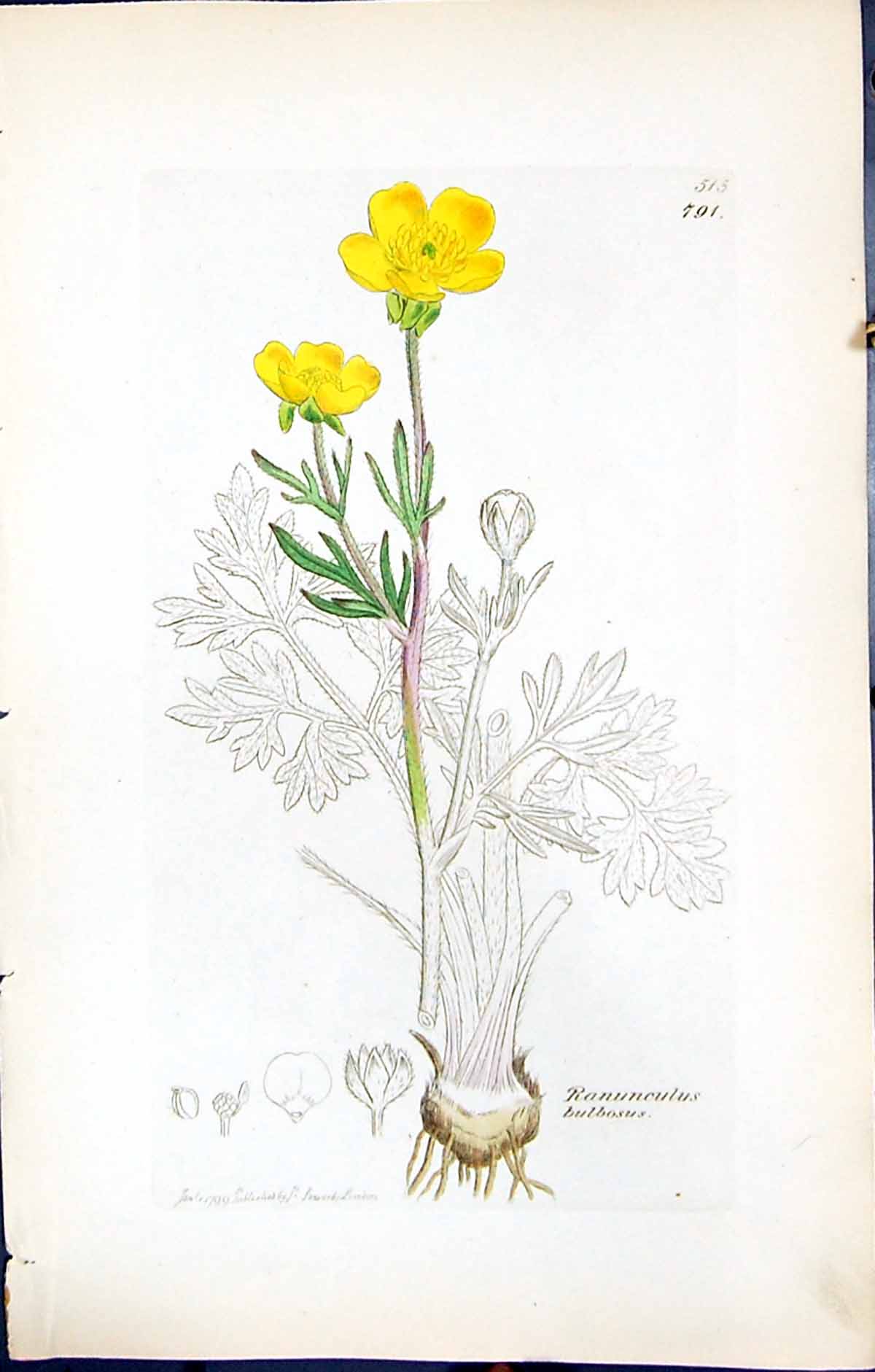 Antique Print Ranunculus Bulbosus British Plants Botany 1847 Sowerby Smith 19th