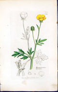 Antique Print Ranunculus Hirsutus British Plants Botany 1847 Sowerby Smith 19th