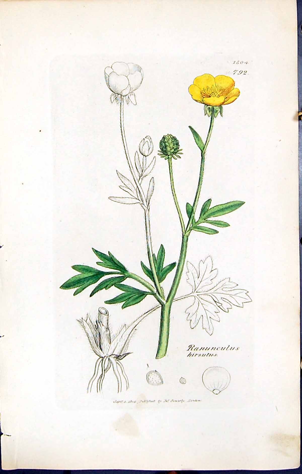 Antique Print Ranunculus Hirsutus British Plants Botany 1847 Sowerby Smith 19th