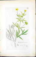 Antique Print Ranunculus Arvensis British Plants Botany 1847 Sowerby Smith 19th