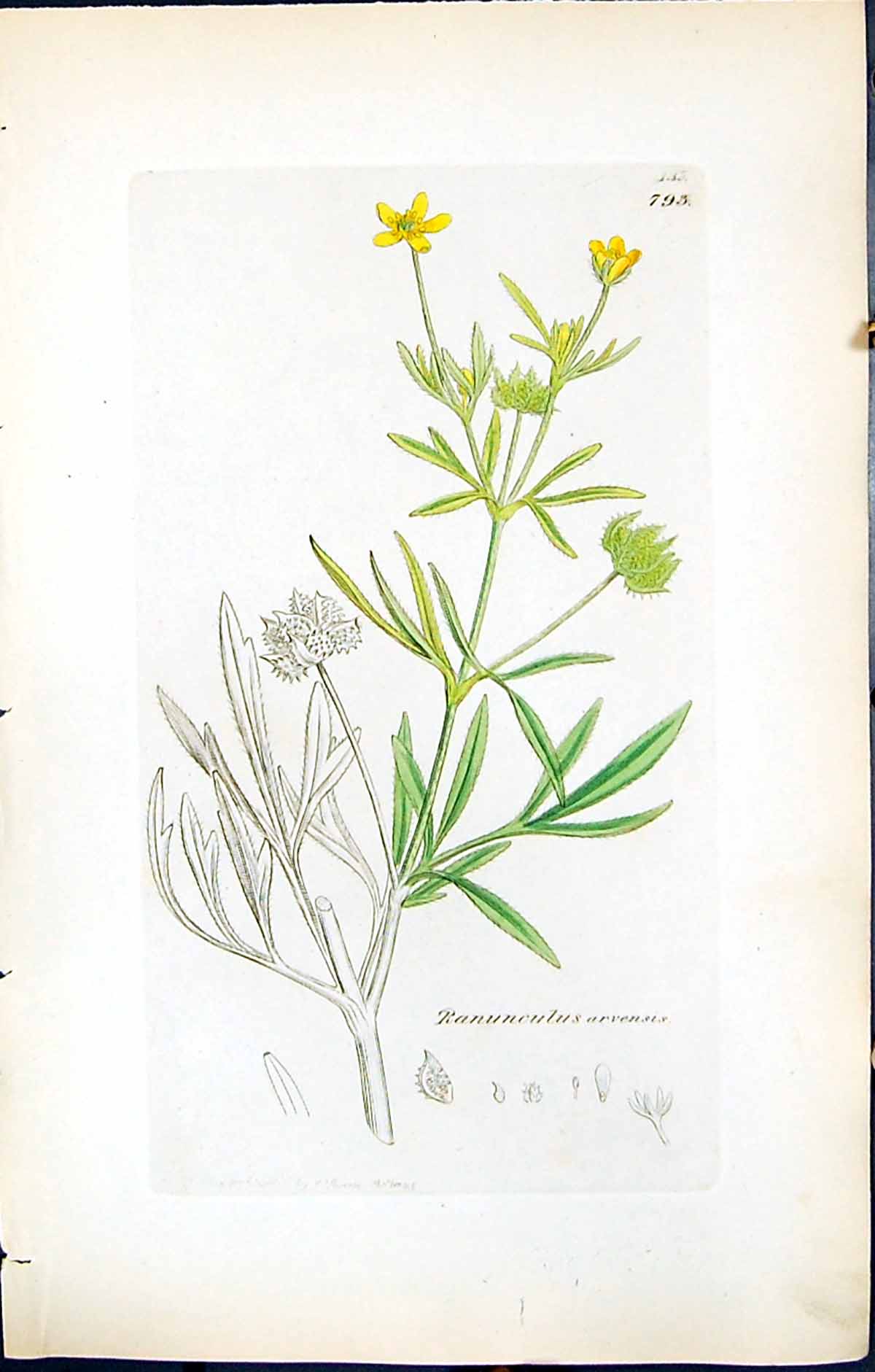 Antique Print Ranunculus Arvensis British Plants Botany 1847 Sowerby Smith 19th