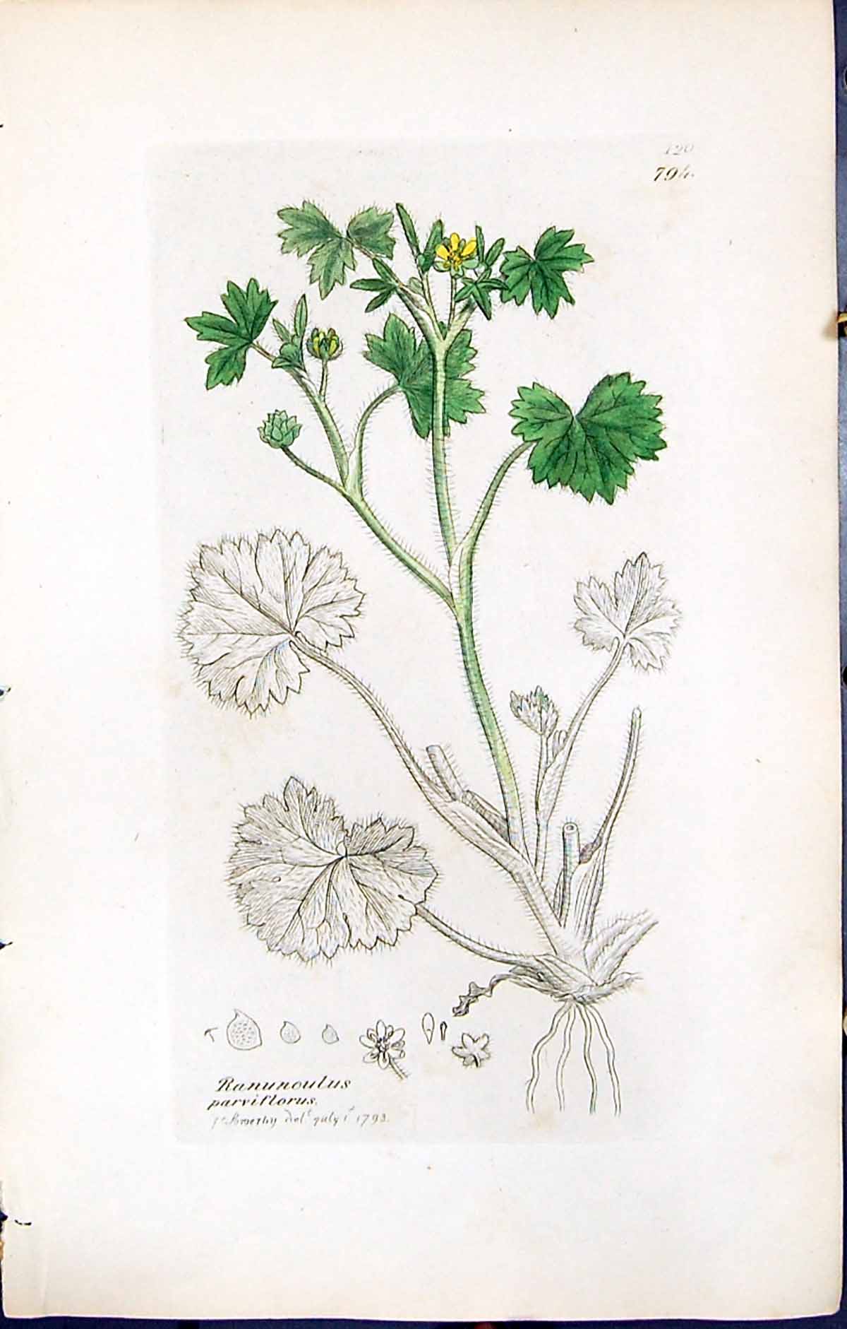Old Print Ranunculus Parviflorus British Plants Botany 1847 Sowerby Smith 19th