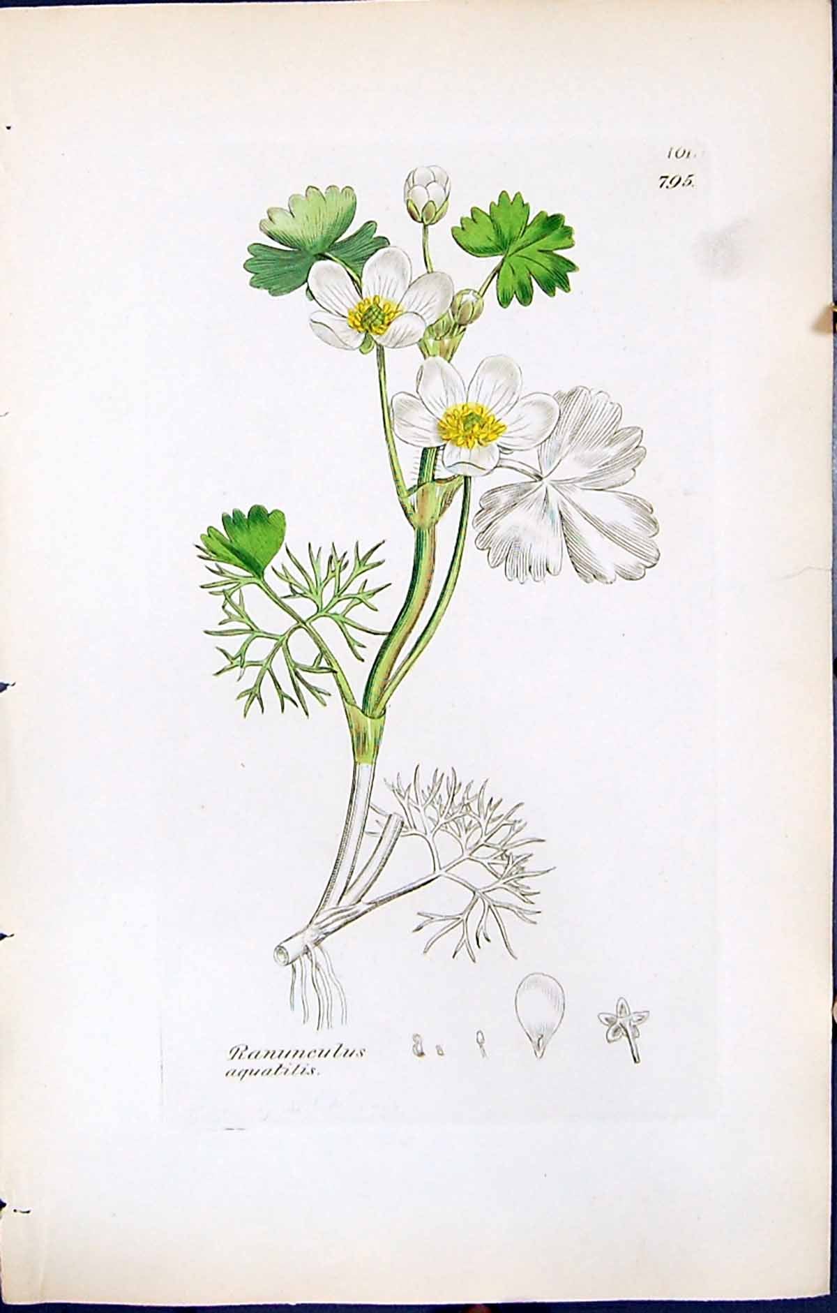Antique Print Ranunculus Aquatilis British Plants Botany 1847 Sowerby Smith