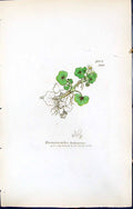 Old Print Ranunculus Hederaceus British Plants Botany 1847 Sowerby Smith 19th