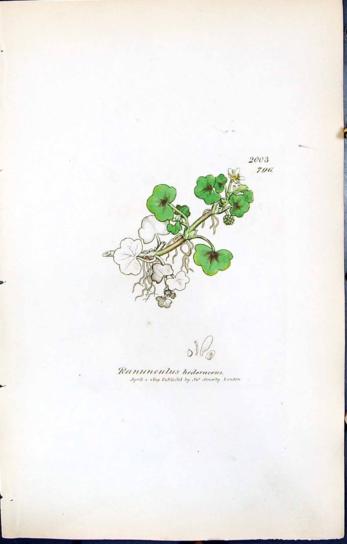 Old Print Ranunculus Hederaceus British Plants Botany 1847 Sowerby Smith 19th