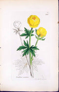 Antique Old Print British Plants Botany 1847 Sowerby Smith Trollius Europaeus