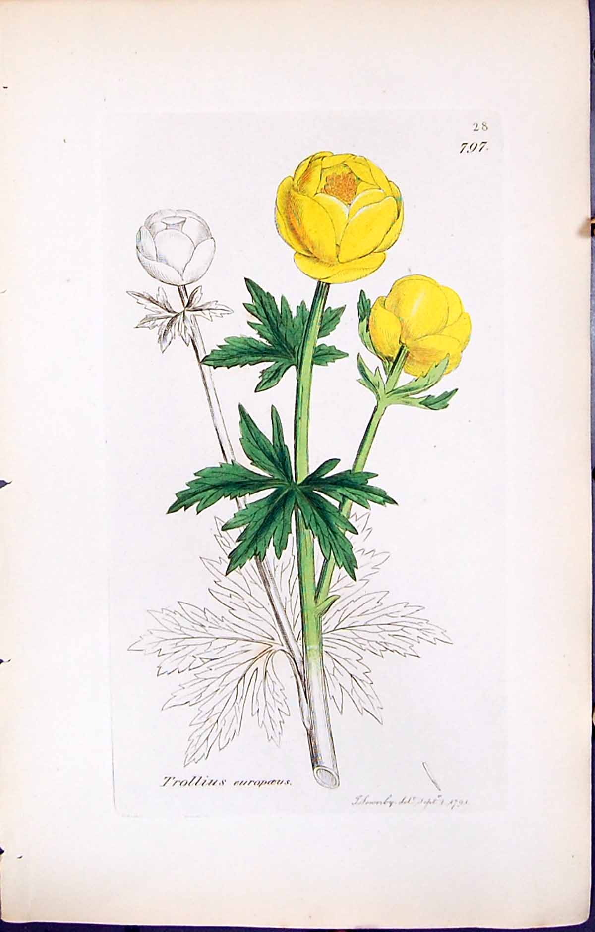 Antique Old Print British Plants Botany 1847 Sowerby Smith Trollius Europaeus