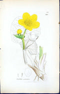 Antique Old Print British Plants Botany 1847 Sowerby Smith Caltha Palustris