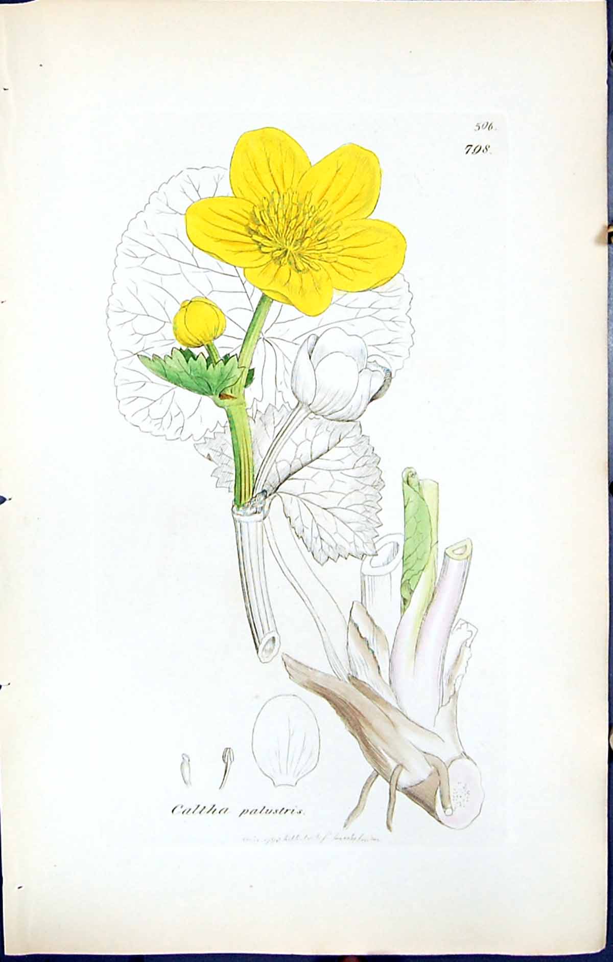 Antique Old Print British Plants Botany 1847 Sowerby Smith Caltha Palustris