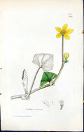 Old Print British Plants Botany 1847 Sowerby Smith Colour Caltha Radicans 19th