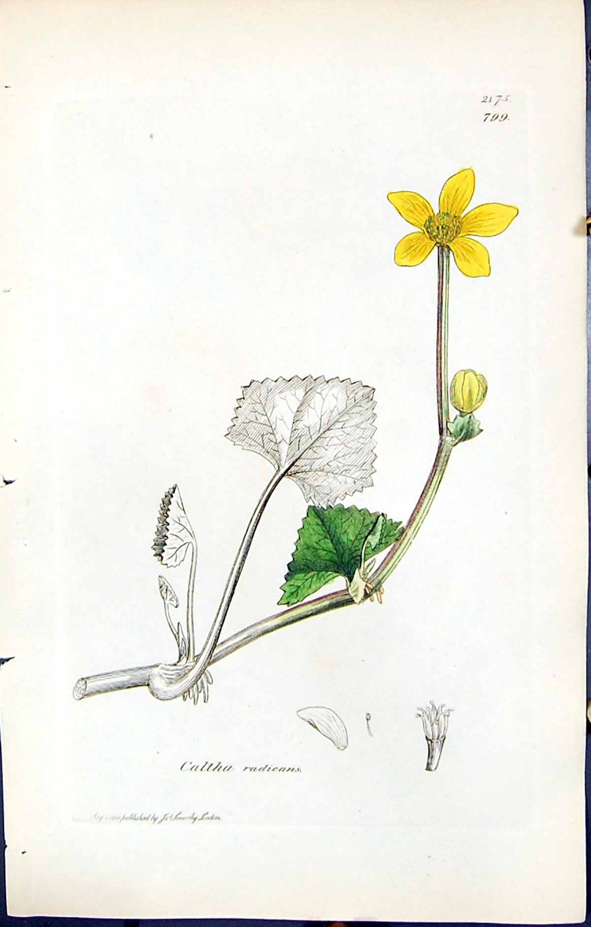 Old Print British Plants Botany 1847 Sowerby Smith Colour Caltha Radicans 19th