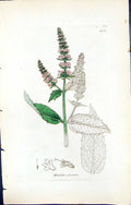 Antique Old Print Mentha Sylvestris British Plants Botany 1847 Sowerby Smith