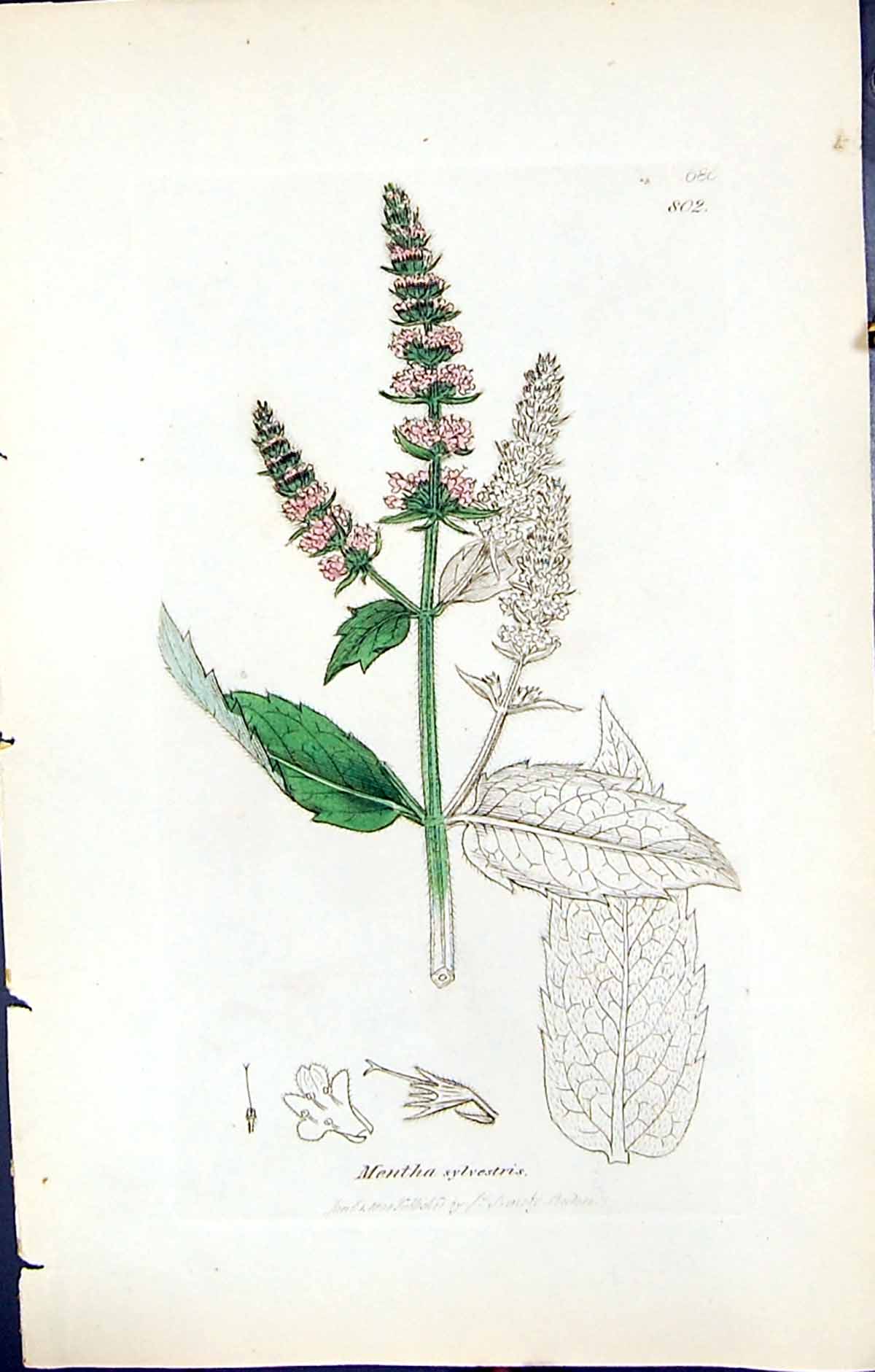 Antique Old Print Mentha Sylvestris British Plants Botany 1847 Sowerby Smith