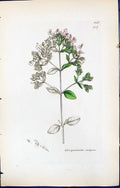 Antique Old Print Origanum Vulgare British Plants Botany 1847 Sowerby Smith