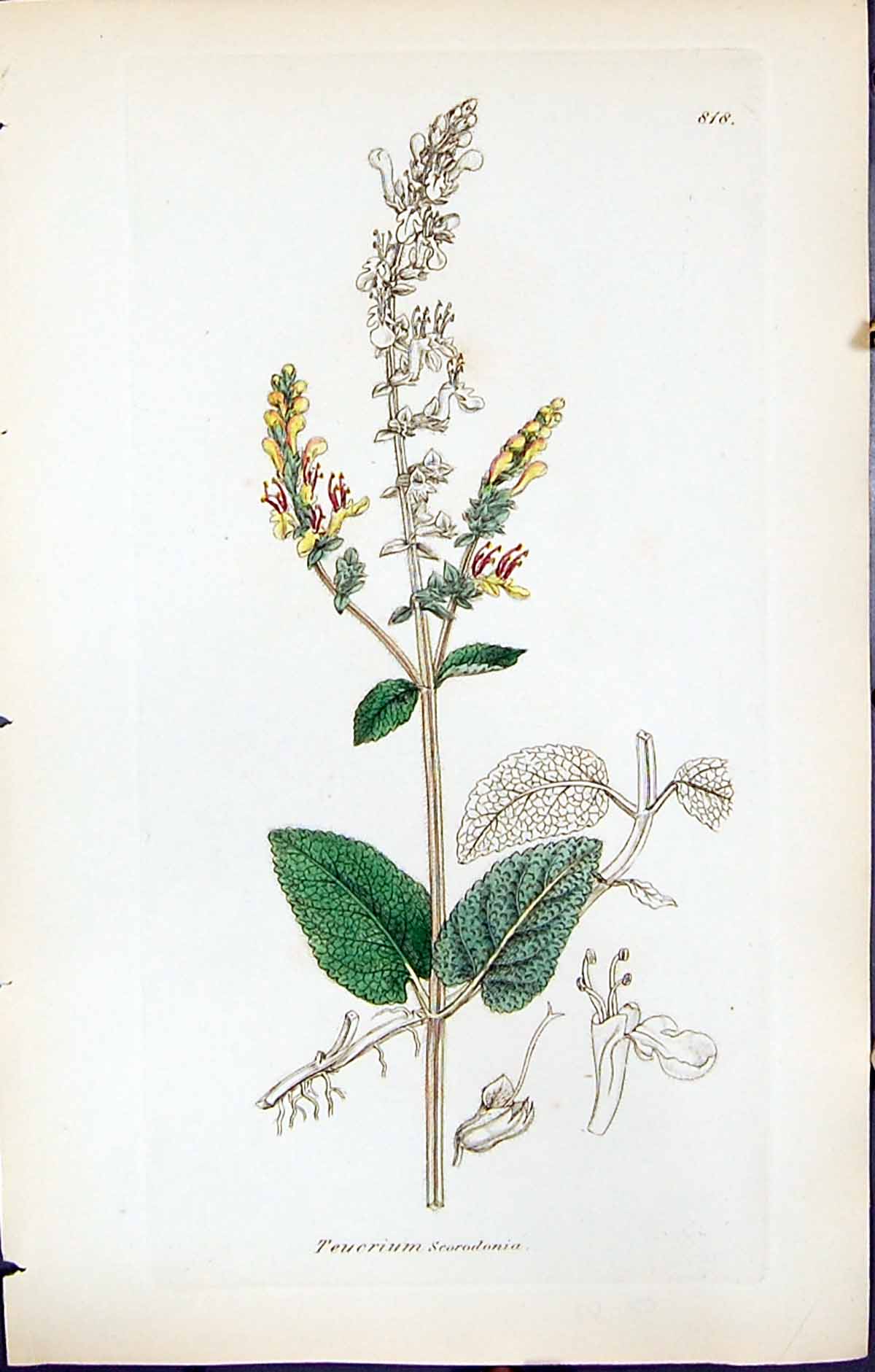 Antique Print Teucrium Scorodonia British Plants Botany 1847 Sowerby Smith 19th