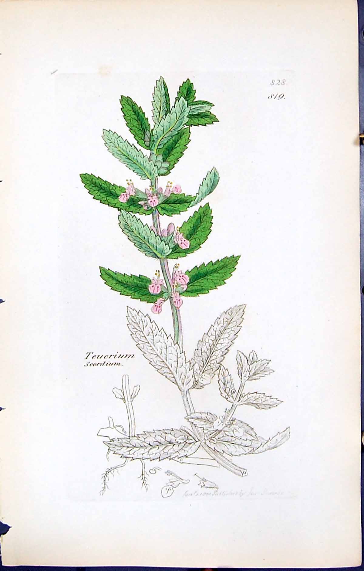 Antique Old Print Teucrium Scordium British Plants Botany 1847 Sowerby Smith