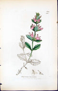 Antique Print Teucrium Chamaedrys British Plants Botany 1847 Sowerby Smith 19th