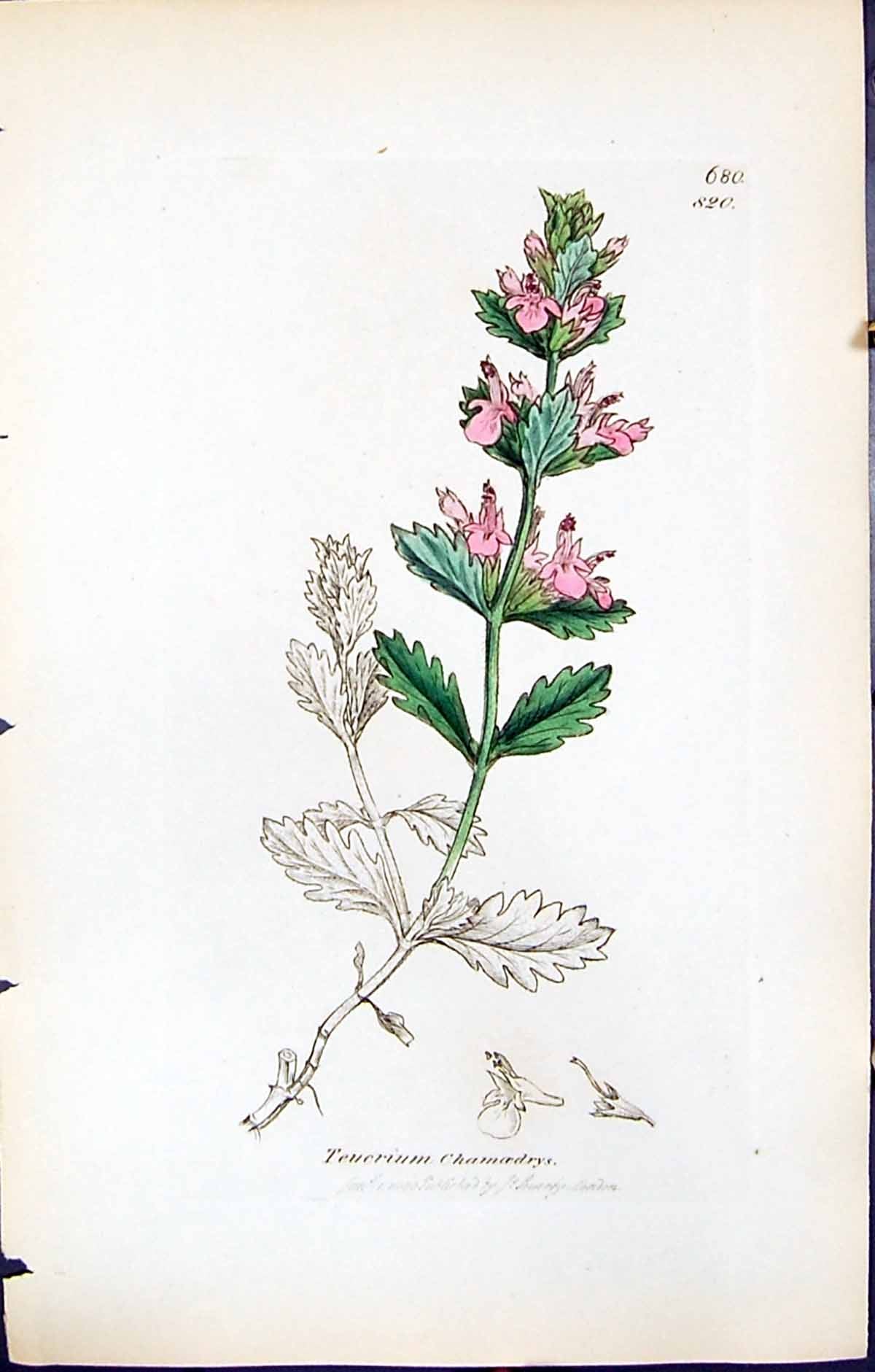 Antique Print Teucrium Chamaedrys British Plants Botany 1847 Sowerby Smith 19th