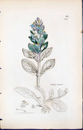 Antique Print Ajuga Reptans British Plants Botany 1847 Sowerby Smith Colour