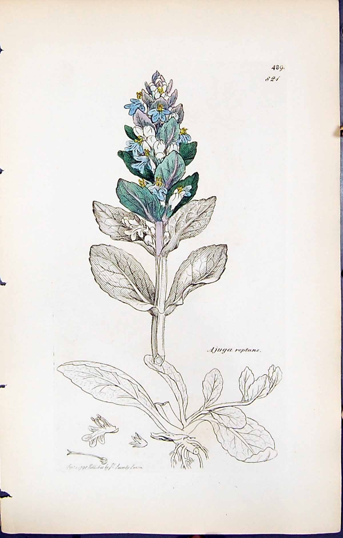 Antique Print Ajuga Reptans British Plants Botany 1847 Sowerby Smith Colour