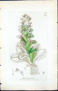 Antique Old Print Ajuga Pyramidalis British Plants Botany 1847 Sowerby Smith